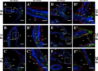 Transepithelial Secretion of Mucosal IgM Mediated by Polymeric Immunoglobulin Receptor of Flounder (Paralichthys olivaceus): In-Vivo and In-Vitro Evidence